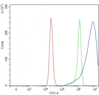 PTGR2 Antibody / Prostaglandin reductase 2