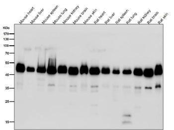 Western blot testing of mouse and rat samples using the DNAJA4 antibody at 1:5000 dilution for 1 hou