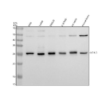 UCHL3 Antibody / Ubiquitin C-terminal hydrolase L3, 100ug