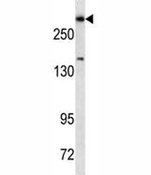 Dicer Antibody