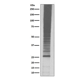Ubiquitin Antibody / K48-Linkage Specific