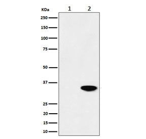 Nucleophosmin Antibody / NPM1 (pT199)