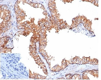 CD47 Antibody / IAP / Integrin Associated Protein