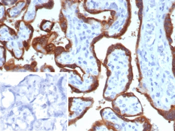 HCG-alpha Antibody