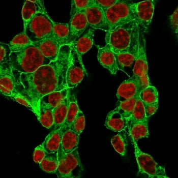Immunofluorescent staining of MeOH fixed human HepG2 cells with recombinant Glypican-3 antibody (clo