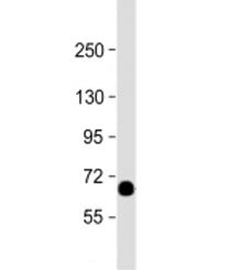 Western blot testing of human placenta lysate with STT3A antibody at 1:2000. Predicted molecular wei