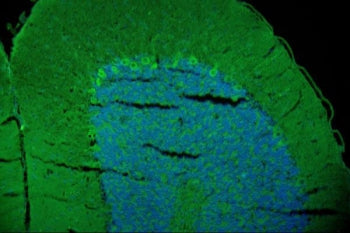 Immunofluorescent staining of FFPE rat brain with GAP43 antibody (green) and DAPI nuclear stain (blu