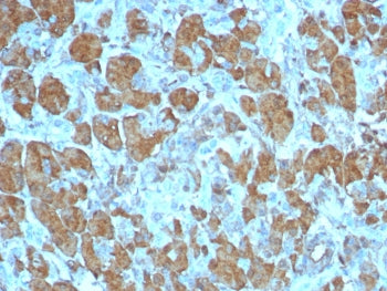 Carboxypeptidase A1 Antibody / CPA1