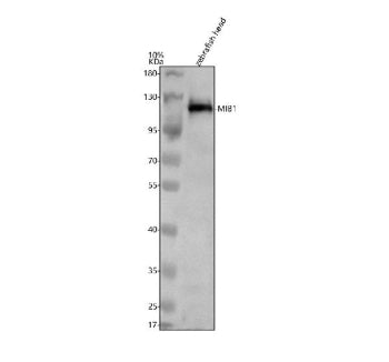 Western blot analysis of Mib1 protein using Zebrafish Mib1 antibody and 1) zebrafish head tissue lys