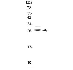 Western blot testing of human U-87 MG cell lysate with MPZ antibody at 0.5ug/ml. Predicted molecular