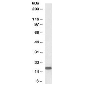 Western blot testing of human brain (frontal cortex) lysate with biotinylated Neurogranin antibody a
