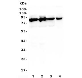 Western blot testing of 1) rat PC-12, 2) rat liver, 3) mouse liver and 4) human SHG-44 lysate with D