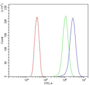 Flow cytometry testing of human HeLa cells with ATG7 antibody at 1ug/million cells (blocked with goa