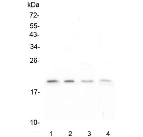 APRT Antibody