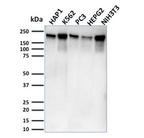 Western blot testing of human HAP1, K562, PC3, HepG2, and mouse NIH3T3 lysate with POLR2A antibody (