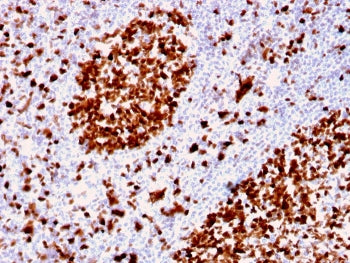 MCM6 Antibody