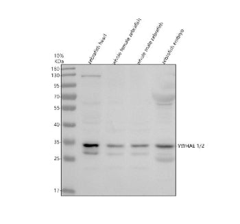 Western blot analysis of Ywhae1/2 protein using Zebrafish Ywhae antibody and 1) zebrafish head, 2) w