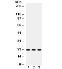 Syndecan 4 Antibody