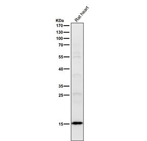 Rat heart tissue lysate tested with the Histone H2B (acetyl K16) antibody at 1:1000 dilution for 1 h