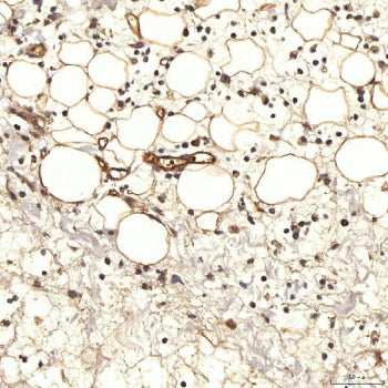 IHC staining of FFPE rat skin tissue with NHERF-2 antibody. HIER: boil tissue sections in pH8 EDTA f