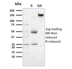 SDS-PAGE analysis of purified, BSA-free PLK1 antibody (clone AZ44) as confirmation of integrity and