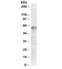 Western blot testing of human liver lysate with IRF2BP1 antibody at 0.5ug/ml. Predicted molecular we