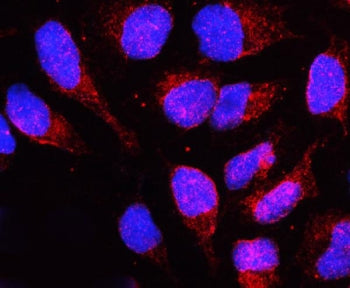 Immunofluorescent staining of human U-2 OS cells with LBR antibody (red) and DAPI nuclear stain (blu