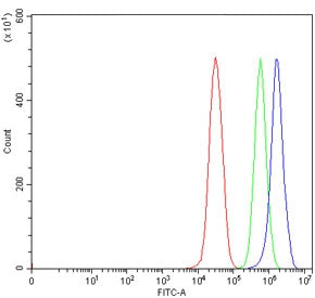 ADAR2 Antibody / ADARB1 / RED1