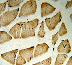 MFAP5 Antibody / Microfibrillar-associated protein 5