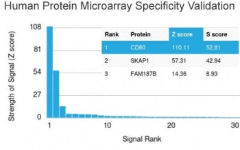 Analysis of HuProt(TM) microarray containing more than 19,000 full-length human proteins using CD80