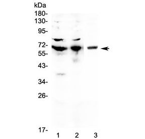 CD5 Antibody
