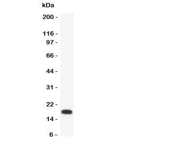 PARC Antibody (CCL18)