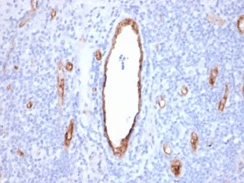 IHC staining of FFPE human tonsil with recombinant vWF antibody (clone rVWF/2480). HIER: boil tissue