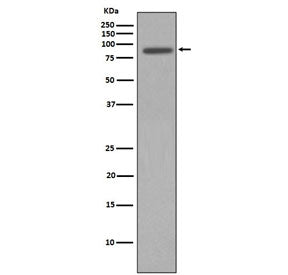 NBS1 Antibody / NBN