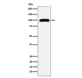 Western blot testing of human Ramos cell lysate with CD10 antibody. Routinely visualized at ~100 kDa