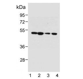 Western blot testing of human 1) Ramos, 2) HT-1080, 3) HEK293 and 4) T47D cell lysate with PTGER3 an