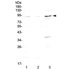 FOXP2 Antibody