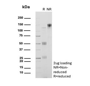 SDS-PAGE analysis of purified, BSA-free CD13 antibody (clone B-F10) as confirmation of integrity and