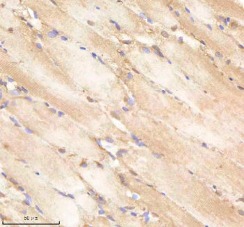 IHC staining of zebrafish Pa2g4 protein using Zebrafish Pa2g4 antibody, HRP-labeled secondary and DA