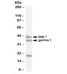 Western blot testing of HeLa cell lysate with GABPB2 antibody at 0.5ug/ml. The expected ~43/38 kDa (
