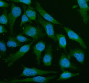 Immunofluorescent staining of LZTS2 using anti-LZTS2 antibody (green). LZTS2 was detected in an immu