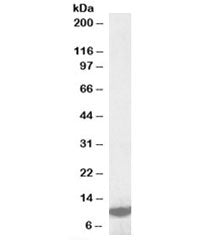 Western blot testing of K562 lysate with LSM2 antibody at 1ug/ml. Predicted molecular weight: ~10kDa