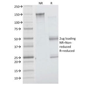 SDS-PAGE analysis of purified, BSA-free Insulin Receptor alpha antibody (clone INSR/1661) as confirm