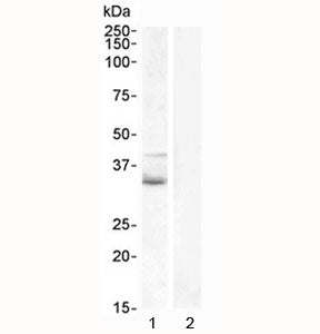 Western blot testing of human 1) Jurkat lysate and 2) U937 (negative control) lysate with WNT4 antib