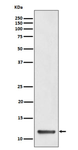Western blot analysis of TCTEX1 expression in human HeLa cell lysate. Predicted molecular weight ~12