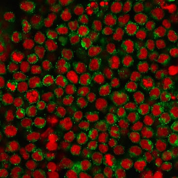 Immunofluorescent staining of human Ramos cells with CD27 antibody (clone LPFS2/1611, green) and Red