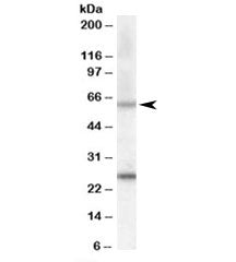 COL4A3BP Antibody