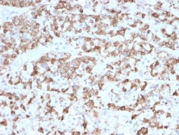 Prolactin Antibody / PRL