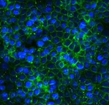 Immunofluorescent staining of FFPE human MCF7 cells with CLDN3 antibody (green) and DAPI nuclear sta