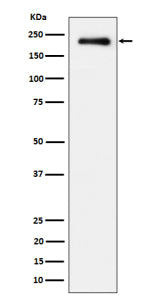 Western blot analysis of Phospho-EGFR (Y869) expression in treated with EGF cell lysate using Phosph